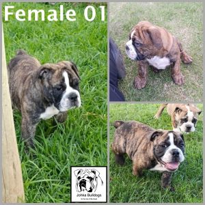 2025-12-11-Female-01-collage-number-logo