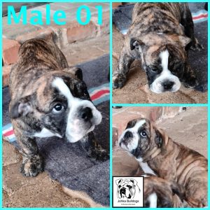 2025-12-11-Male-01-collage-number-logo