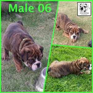 2025-12-11-Male-06-collage-number-logo